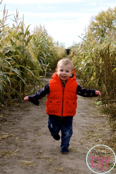 Pumpkin Patch Photos and Backgrounds