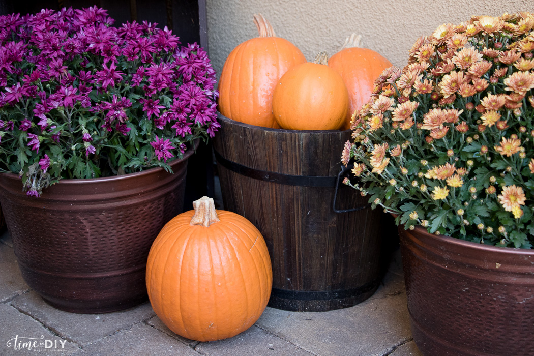 mums and pumpkins